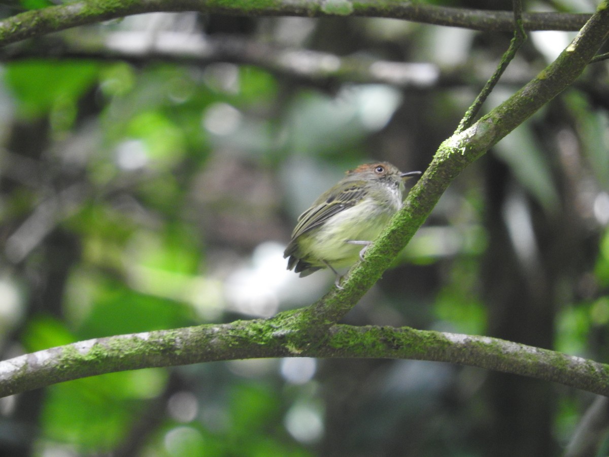 Scale-crested Pygmy-Tyrant - ML472267701