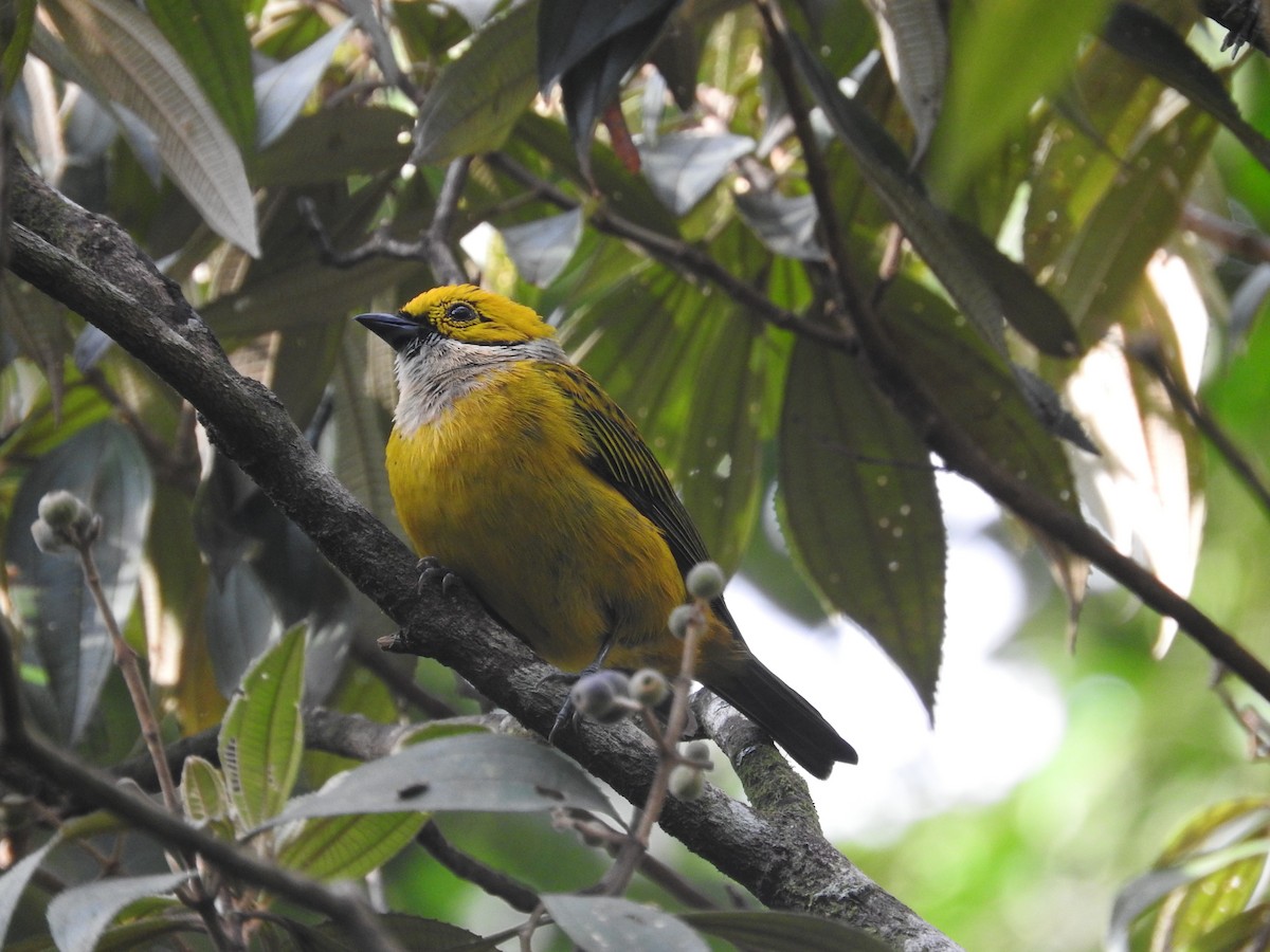 Silver-throated Tanager - ML472267771