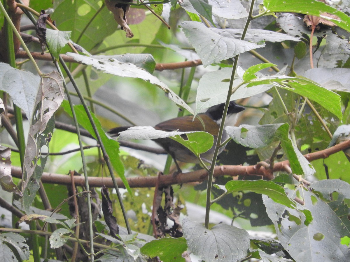Costa Rican Brushfinch - ML472267831