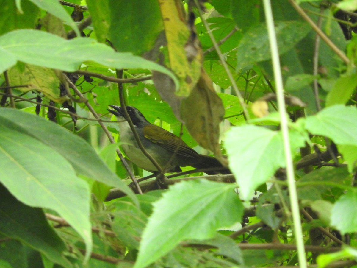 Costa Rican Brushfinch - ML472267861