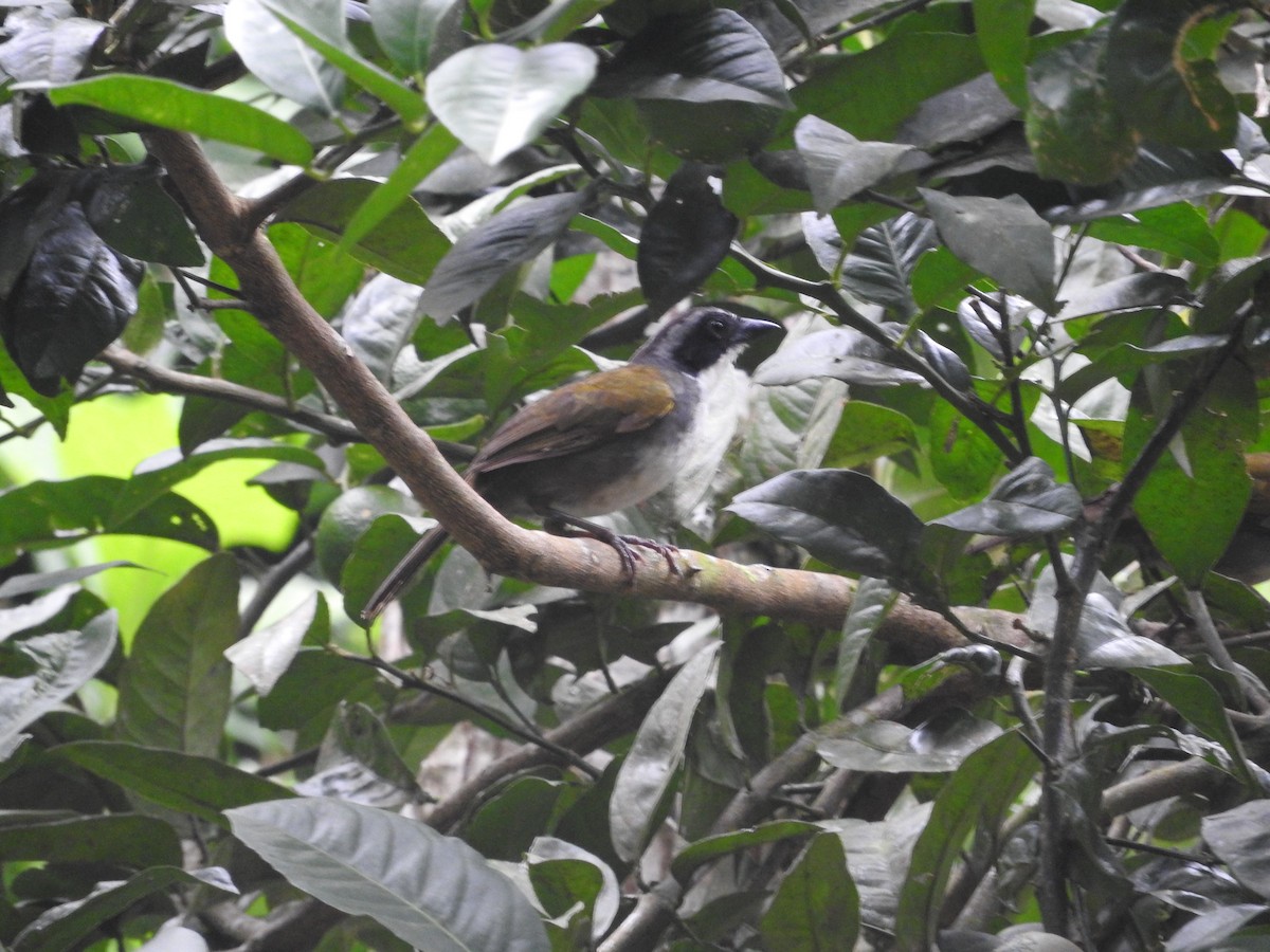 Costa Rican Brushfinch - ML472267871
