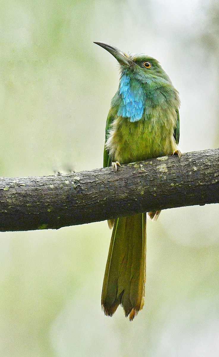 Blue-bearded Bee-eater - Mahendra Hegde