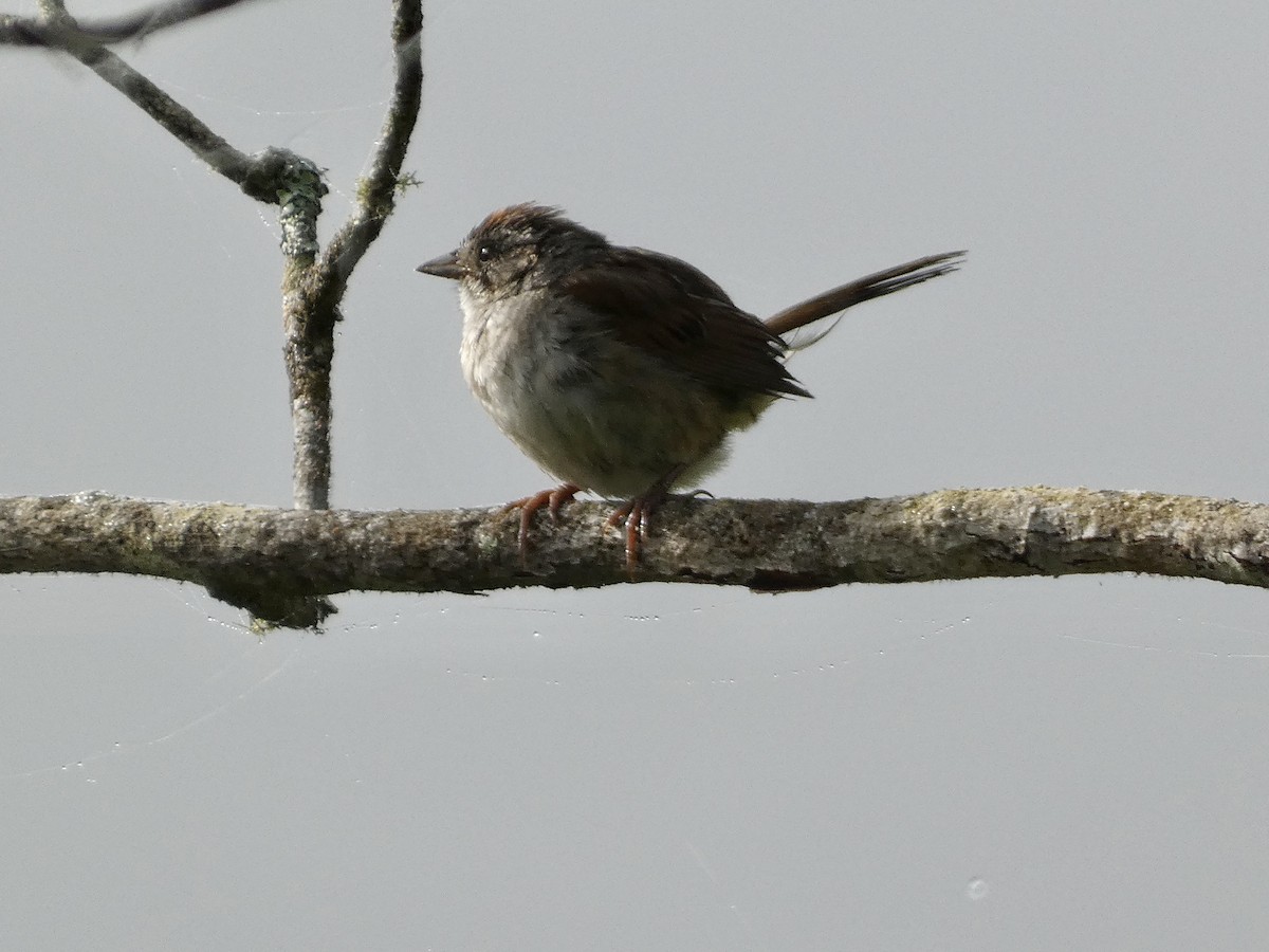 Swamp Sparrow - ML472272591