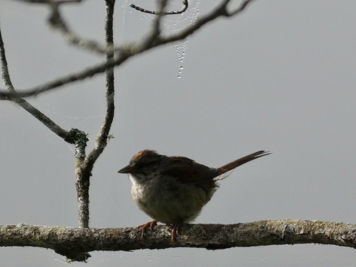 Swamp Sparrow - ML472272601