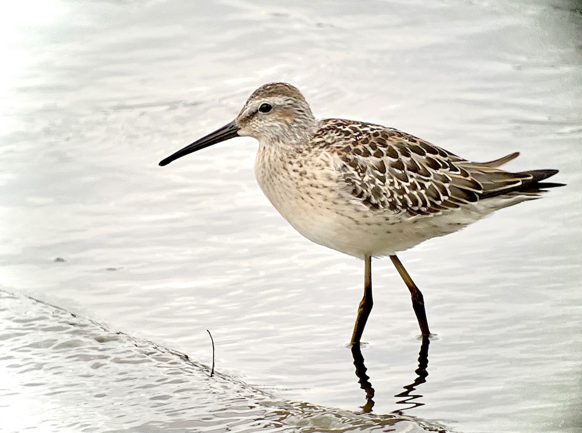 Wisconsin eBird Checklist 3 Aug 2022 Lake KoshkonongVinnie HaHa