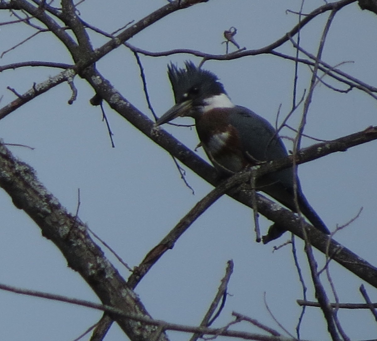 Belted Kingfisher - ML472282711