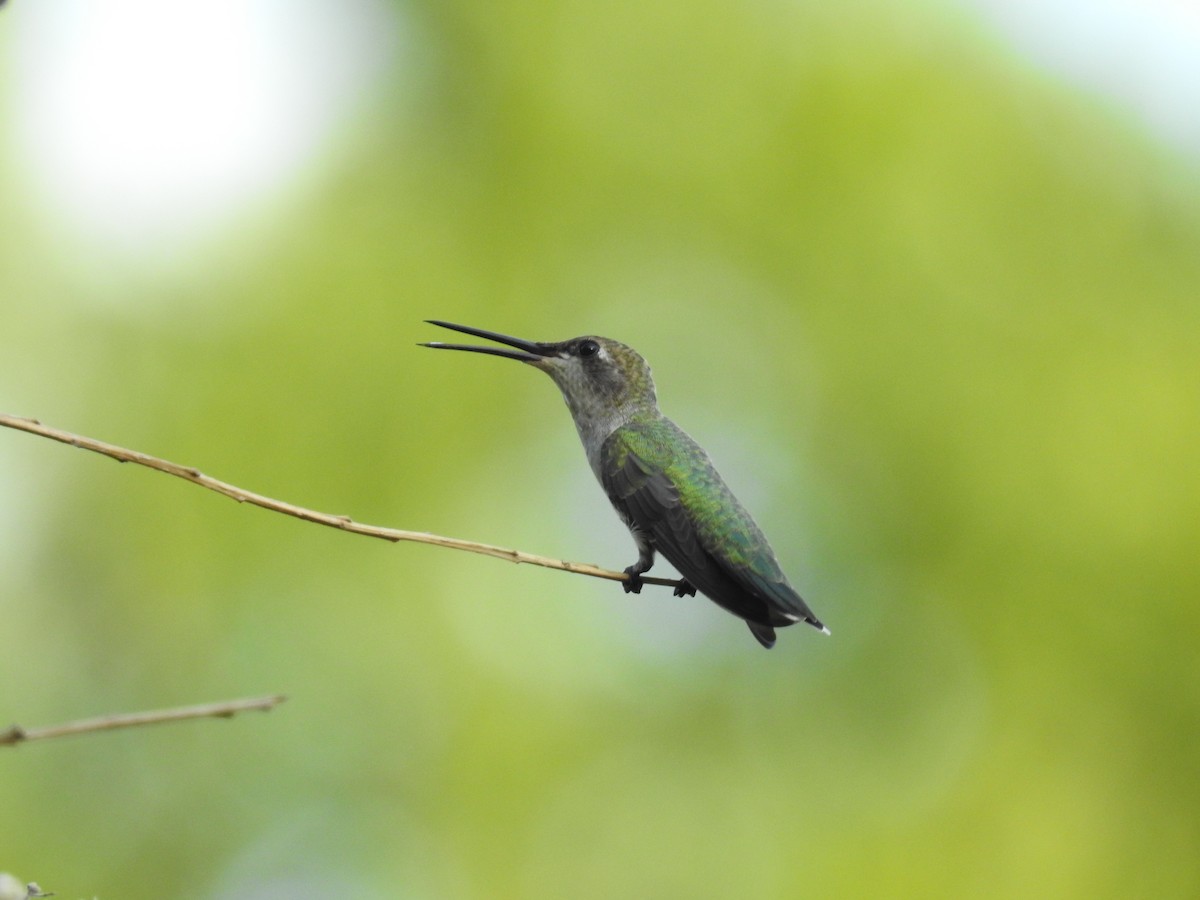 Black-chinned Hummingbird - ML472285161