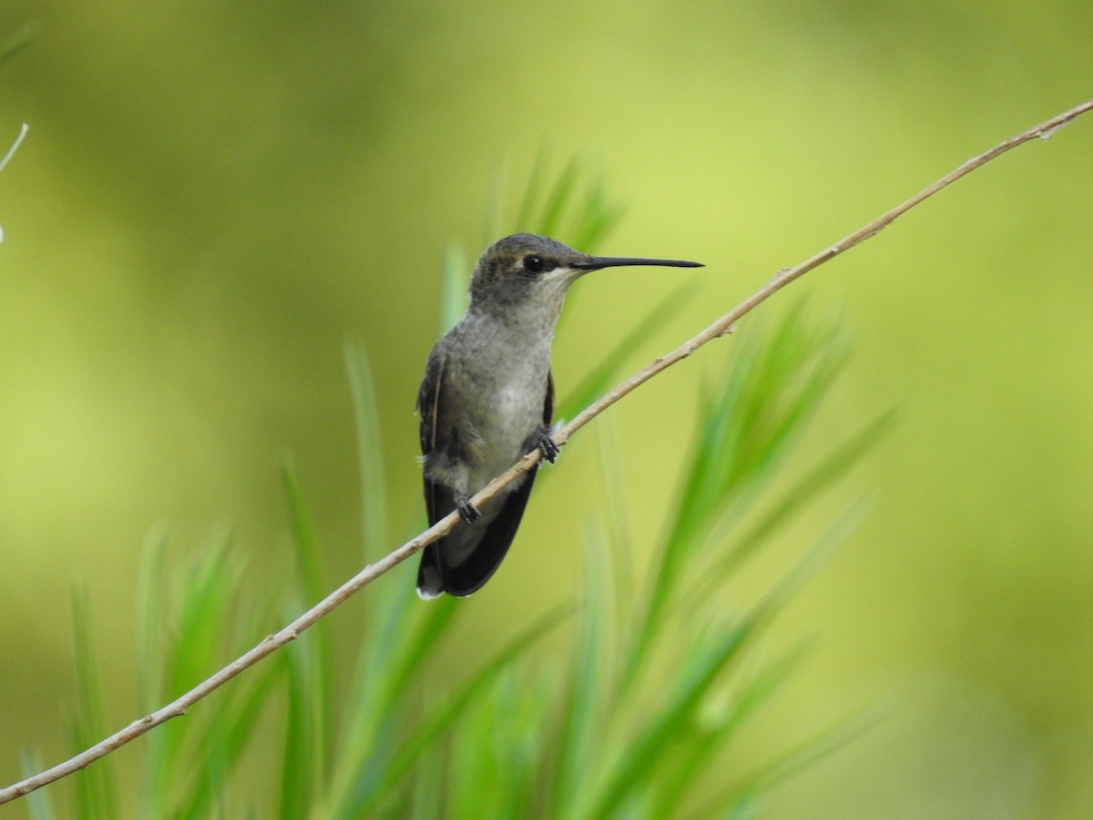 Black-chinned Hummingbird - ML472285261