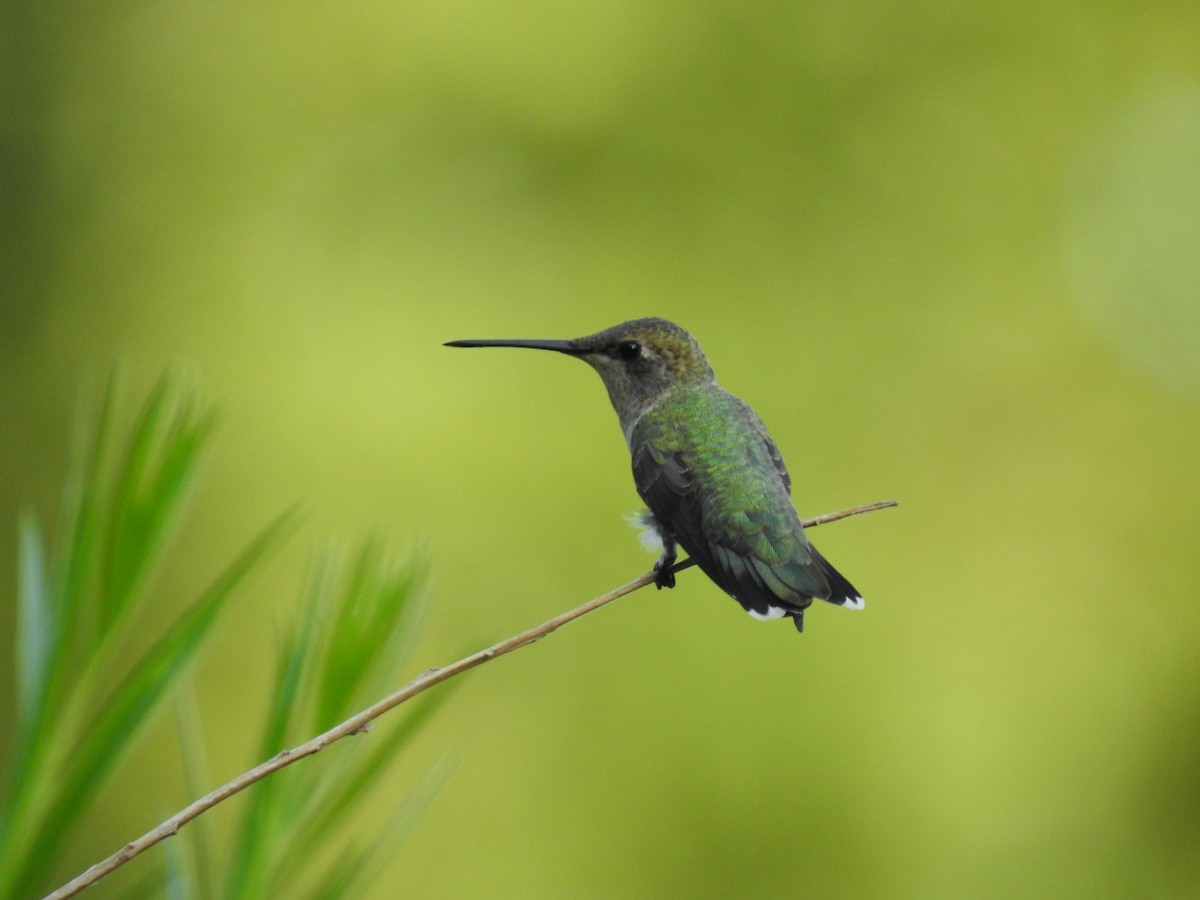 Black-chinned Hummingbird - ML472285451