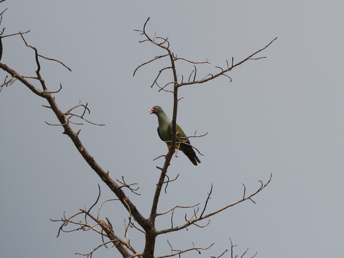 African Green-Pigeon (Gray-breasted) - ML472287191