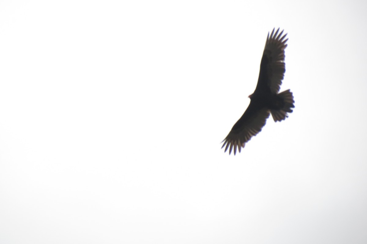 Turkey Vulture - ML472290551