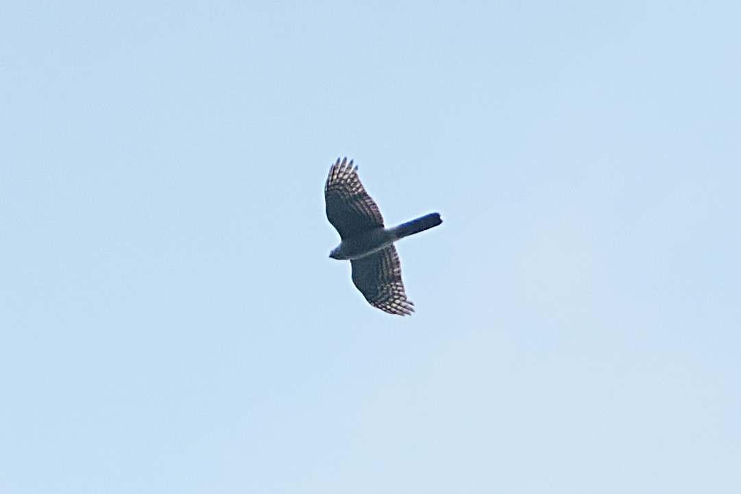 Eurasian Sparrowhawk - ML472296891