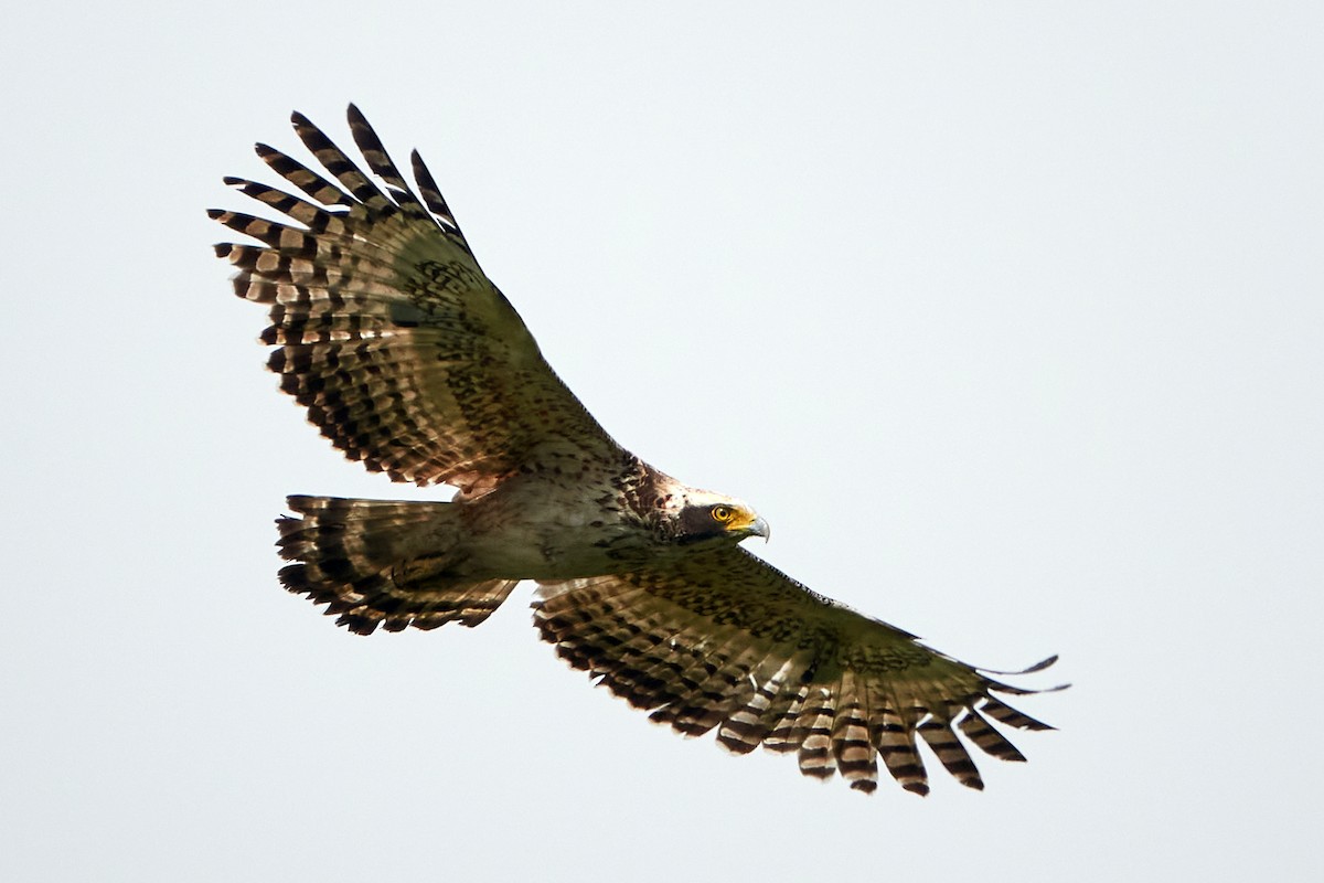 Crested Serpent-Eagle - ML472297031