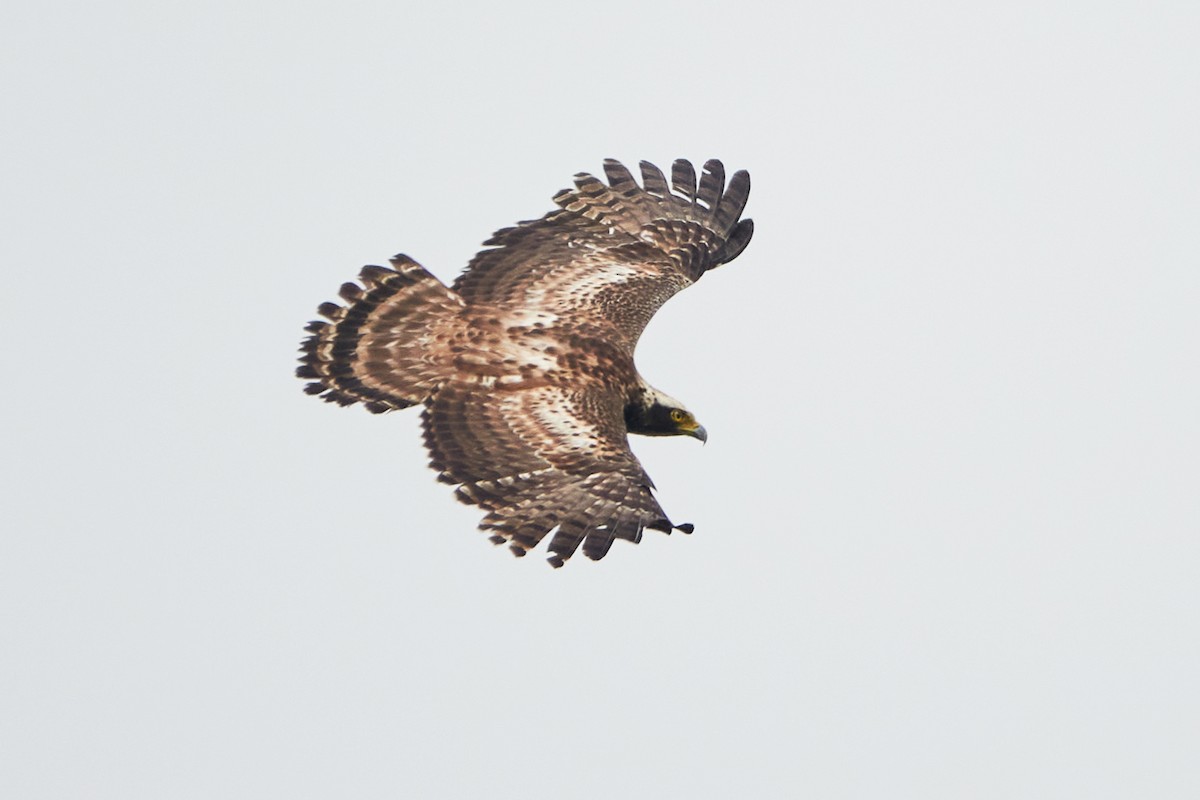 Crested Serpent-Eagle - ML472297051