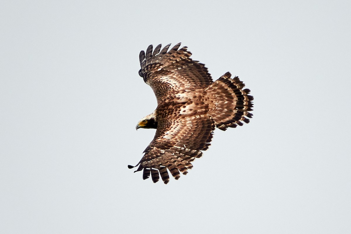 Crested Serpent-Eagle - ML472297101