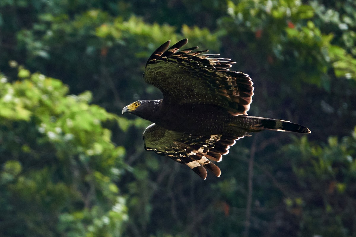 Crested Serpent-Eagle - ML472297171