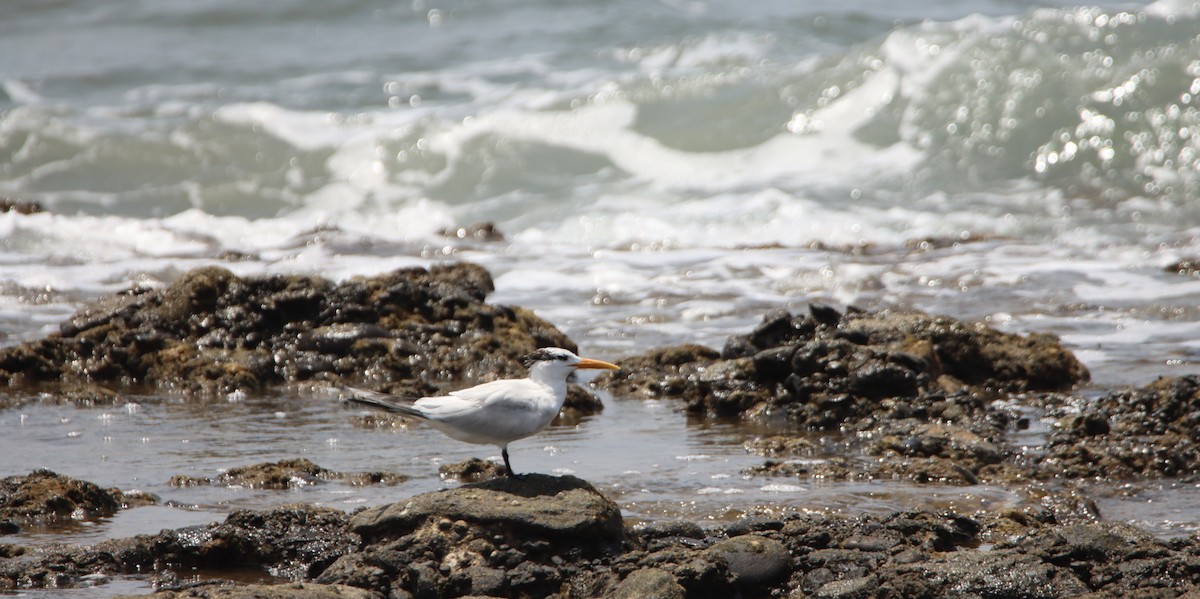 West African Crested Tern - ML472304741