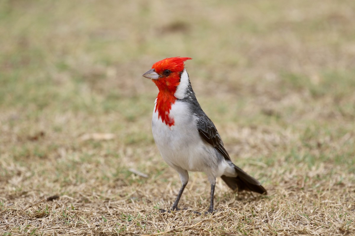 Red-crested Cardinal - Ezra Staengl