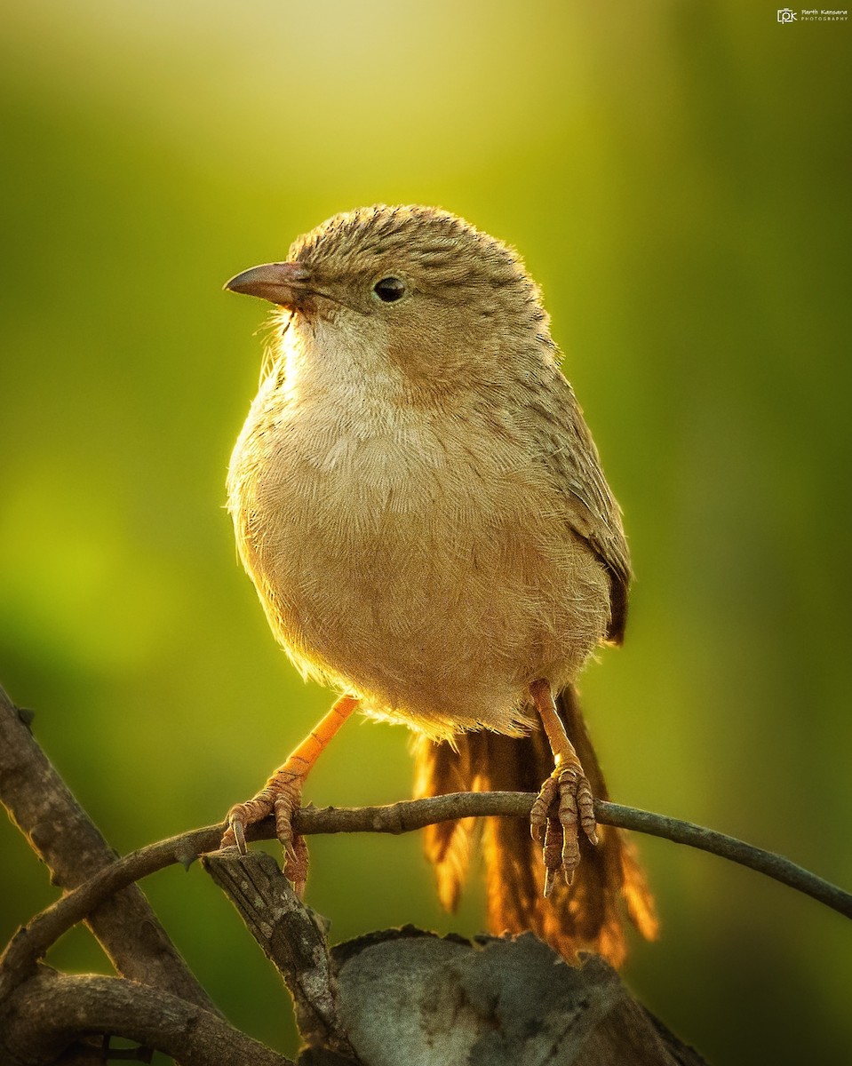 Common Babbler - Parth Kansara
