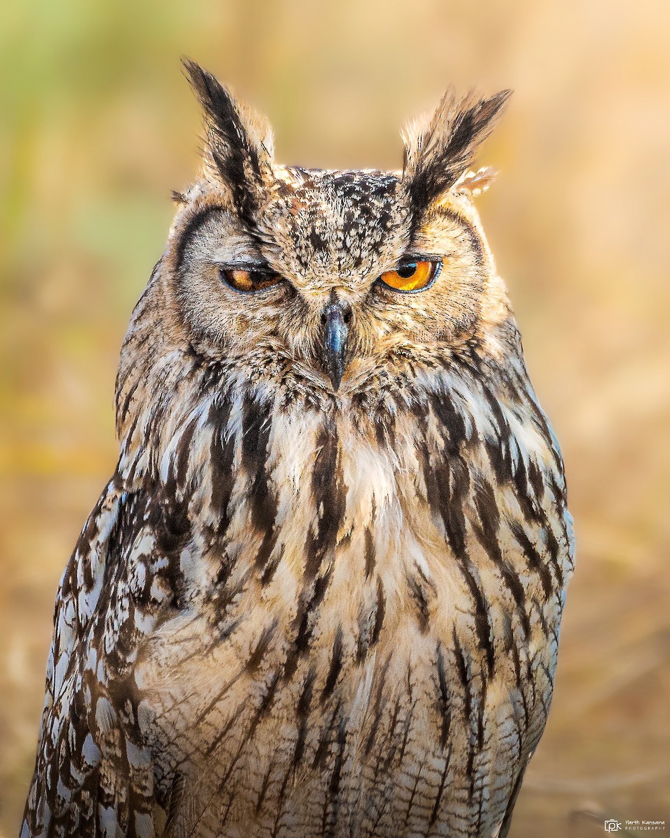 Rock Eagle-Owl - Parth Kansara