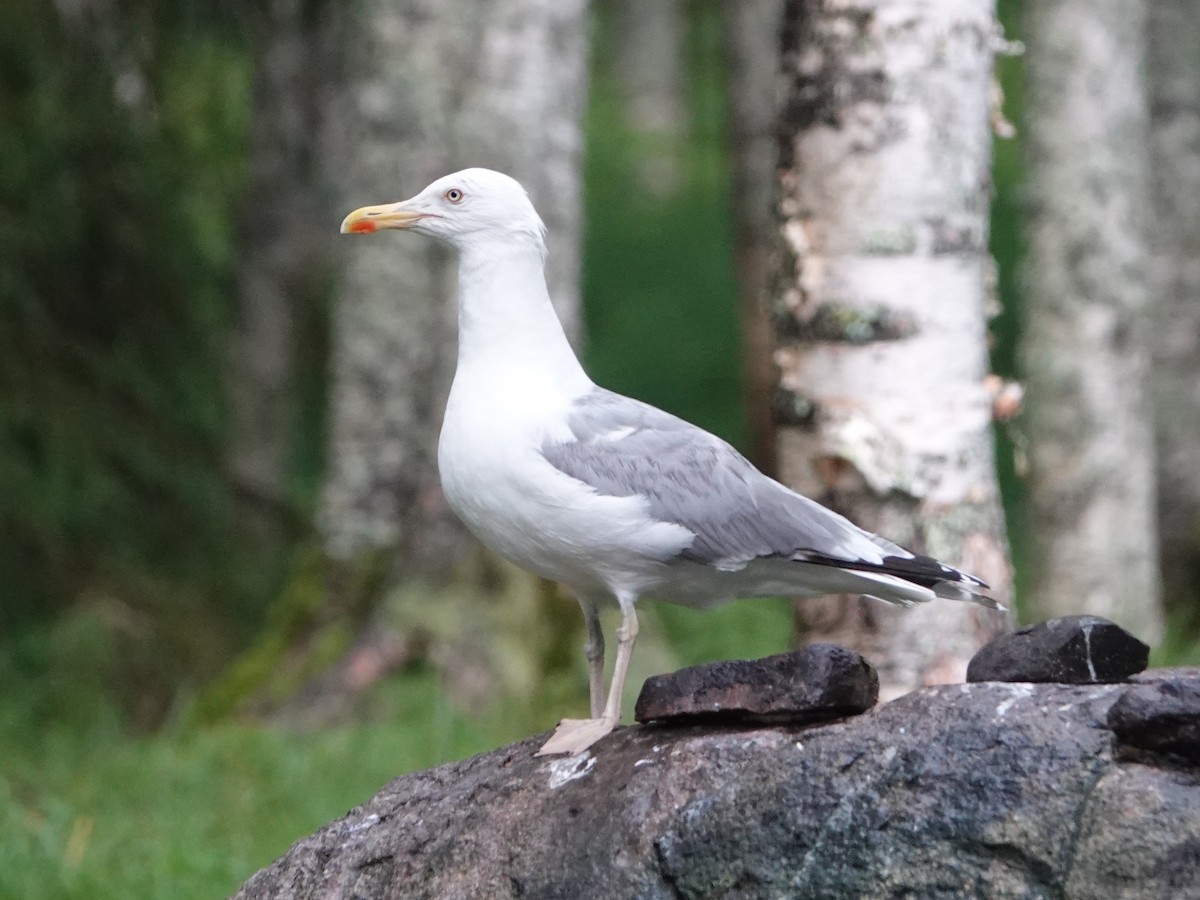 Herring Gull (European) - ML472315031