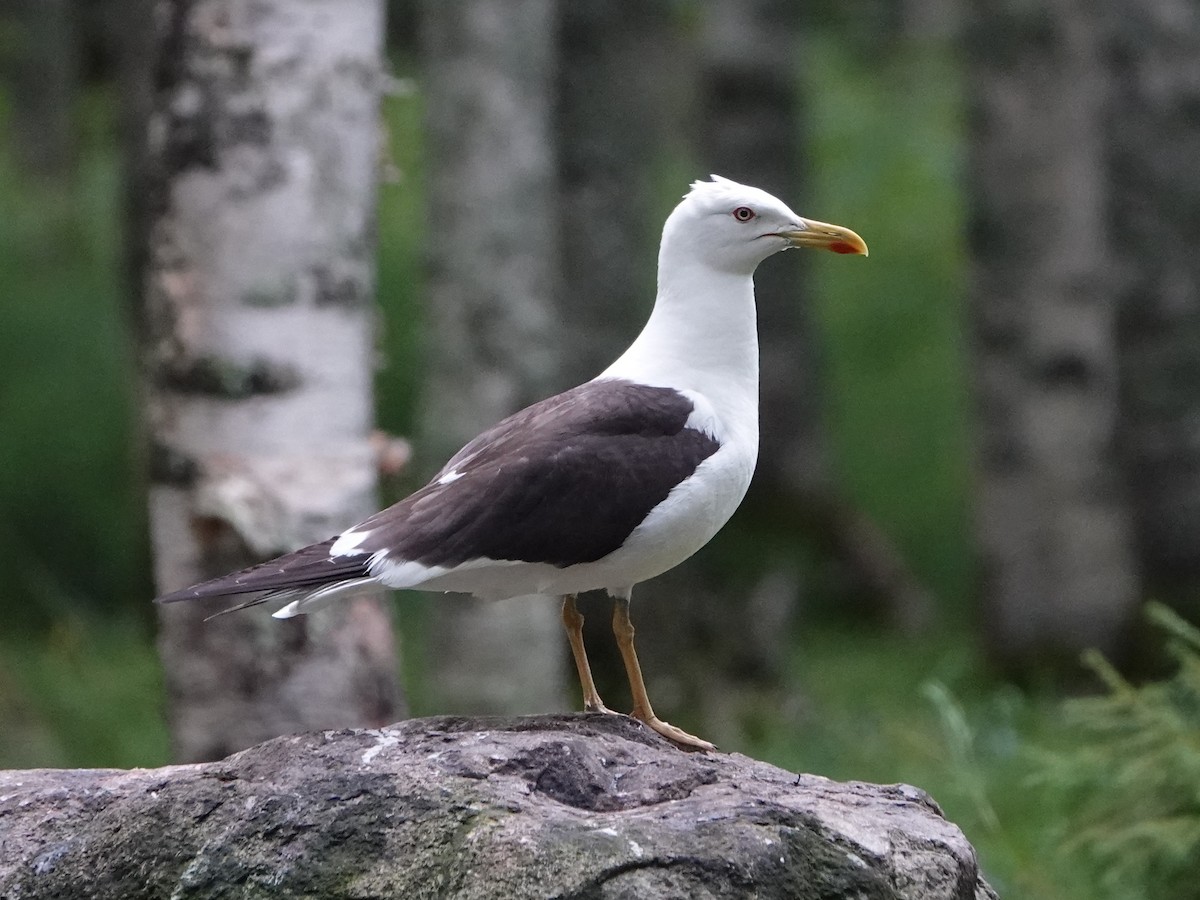Lesser Black-backed Gull (fuscus) - ML472315221