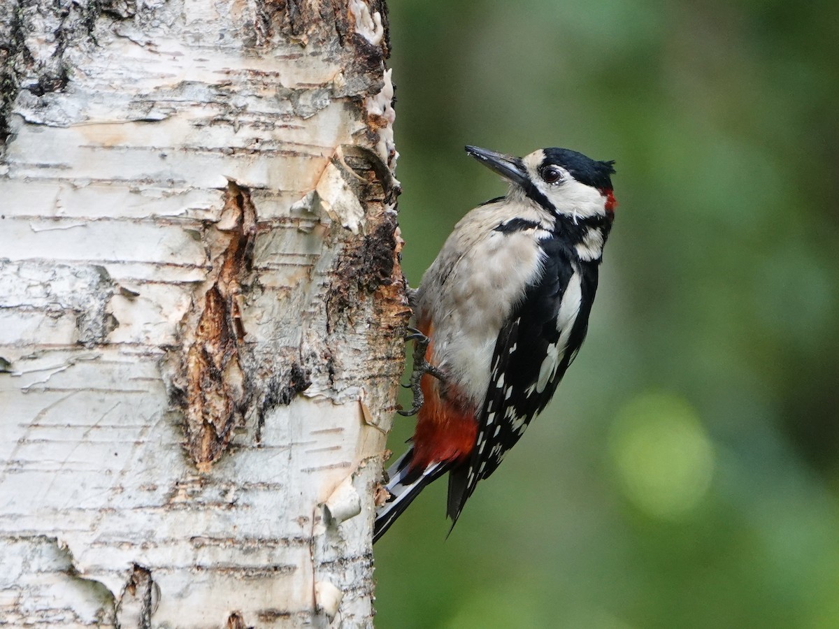 Great Spotted Woodpecker (Great Spotted) - ML472315271