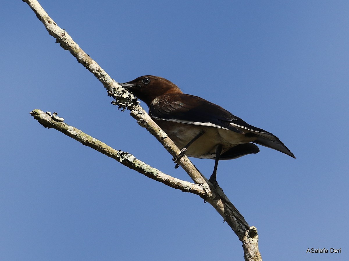 Madagascar Starling - ML472319471