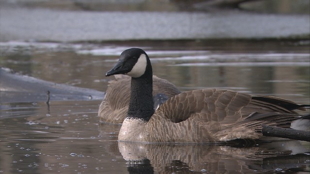 Canada Goose - ML472321