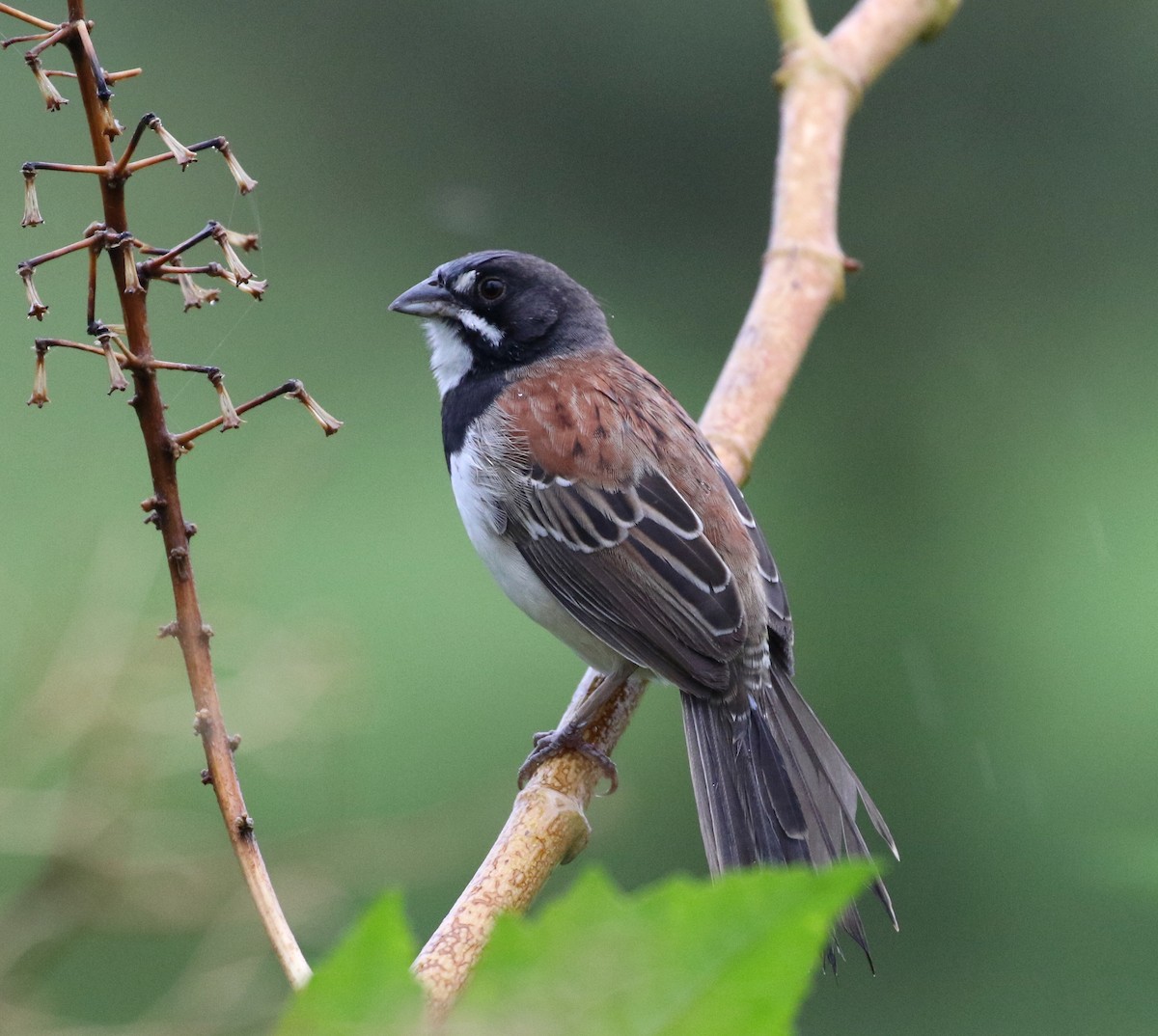 Black-chested Sparrow - ML472322281