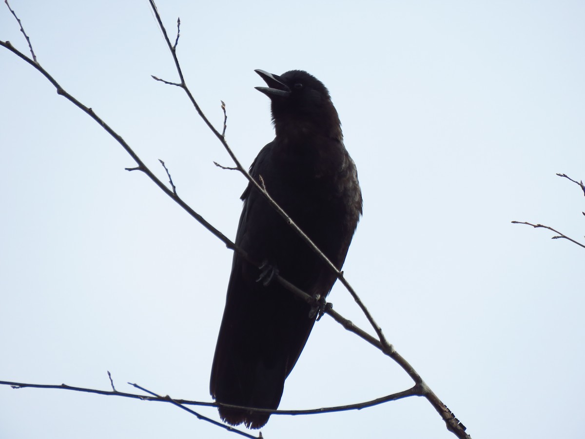 American Crow - ML472323361