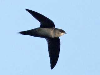  - Gray-rumped Swift