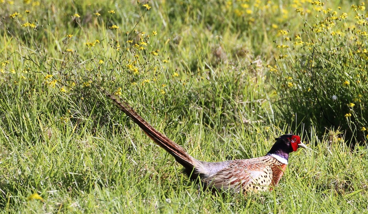 Ring-necked Pheasant - ML47233251