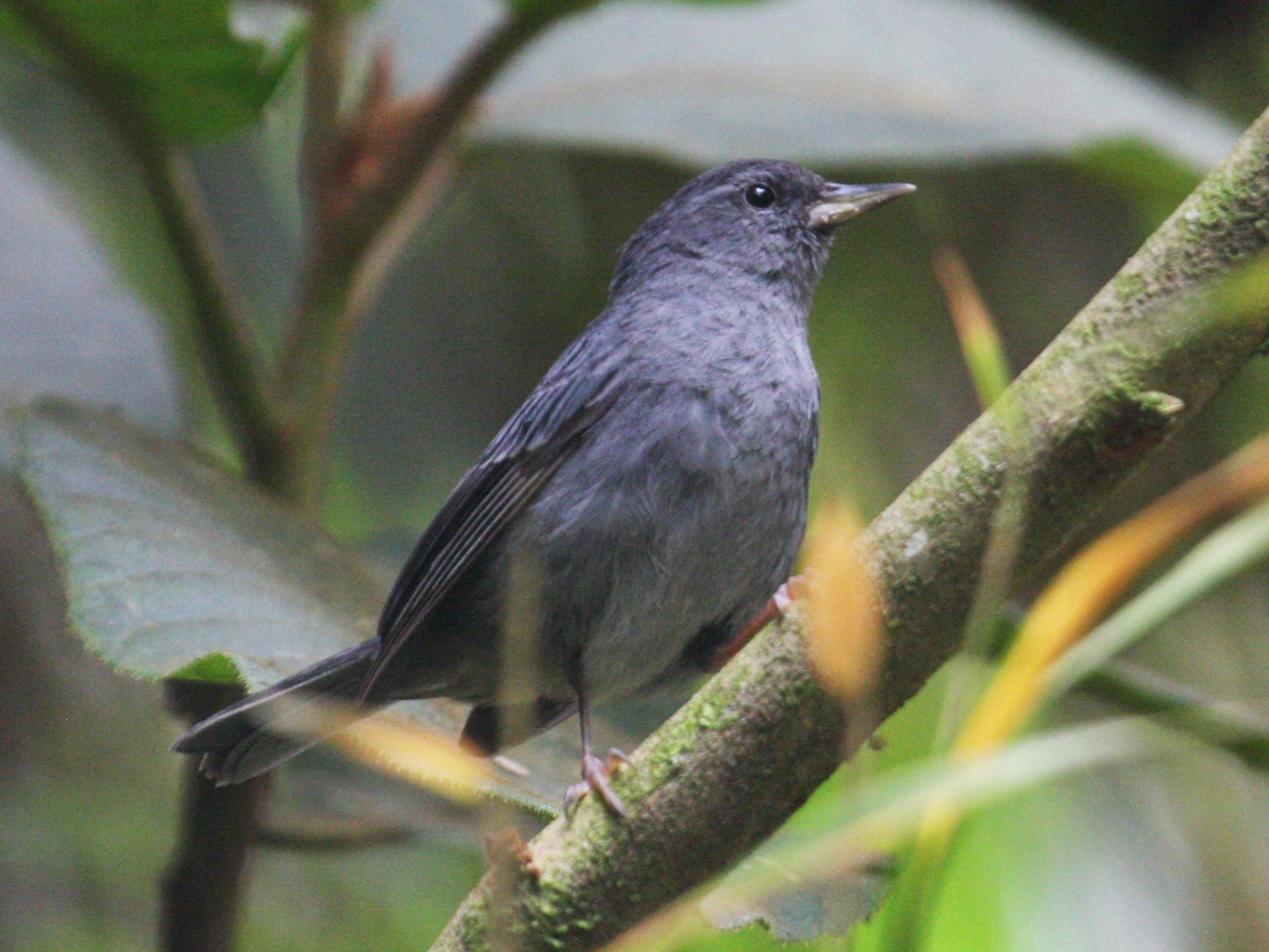Pegbilled Finch eBird
