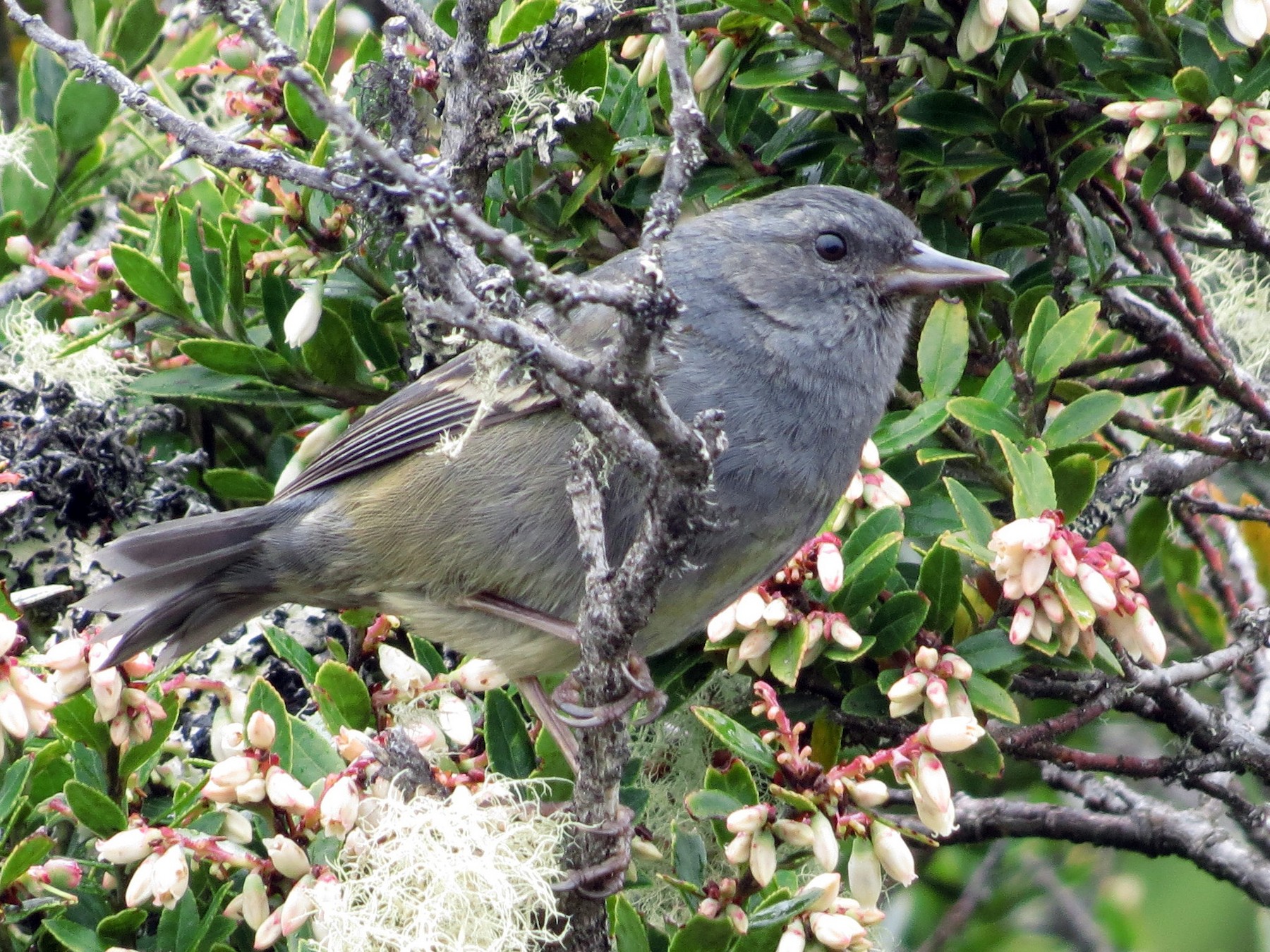 Pegbilled Finch eBird