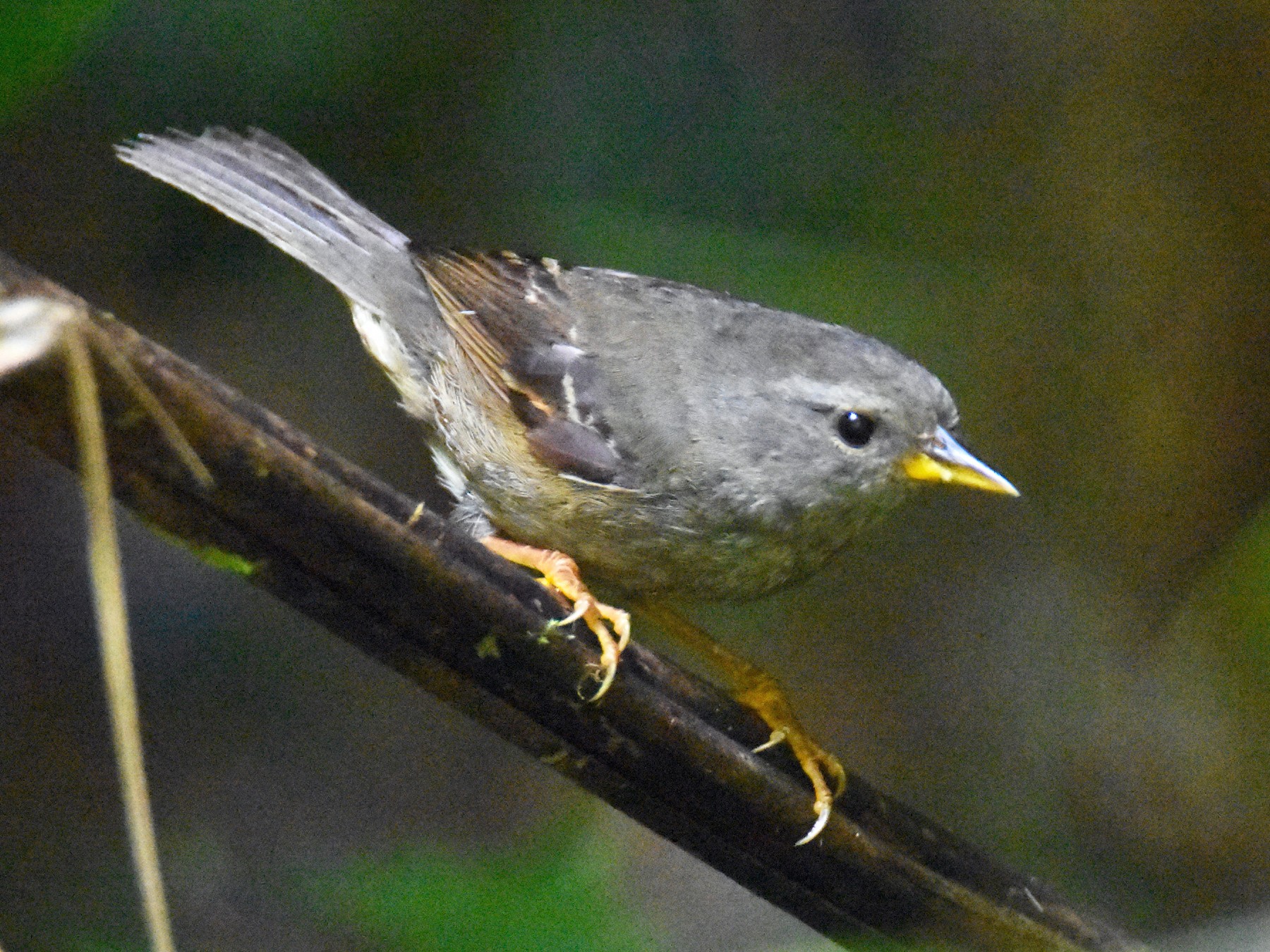 Pegbilled Finch eBird