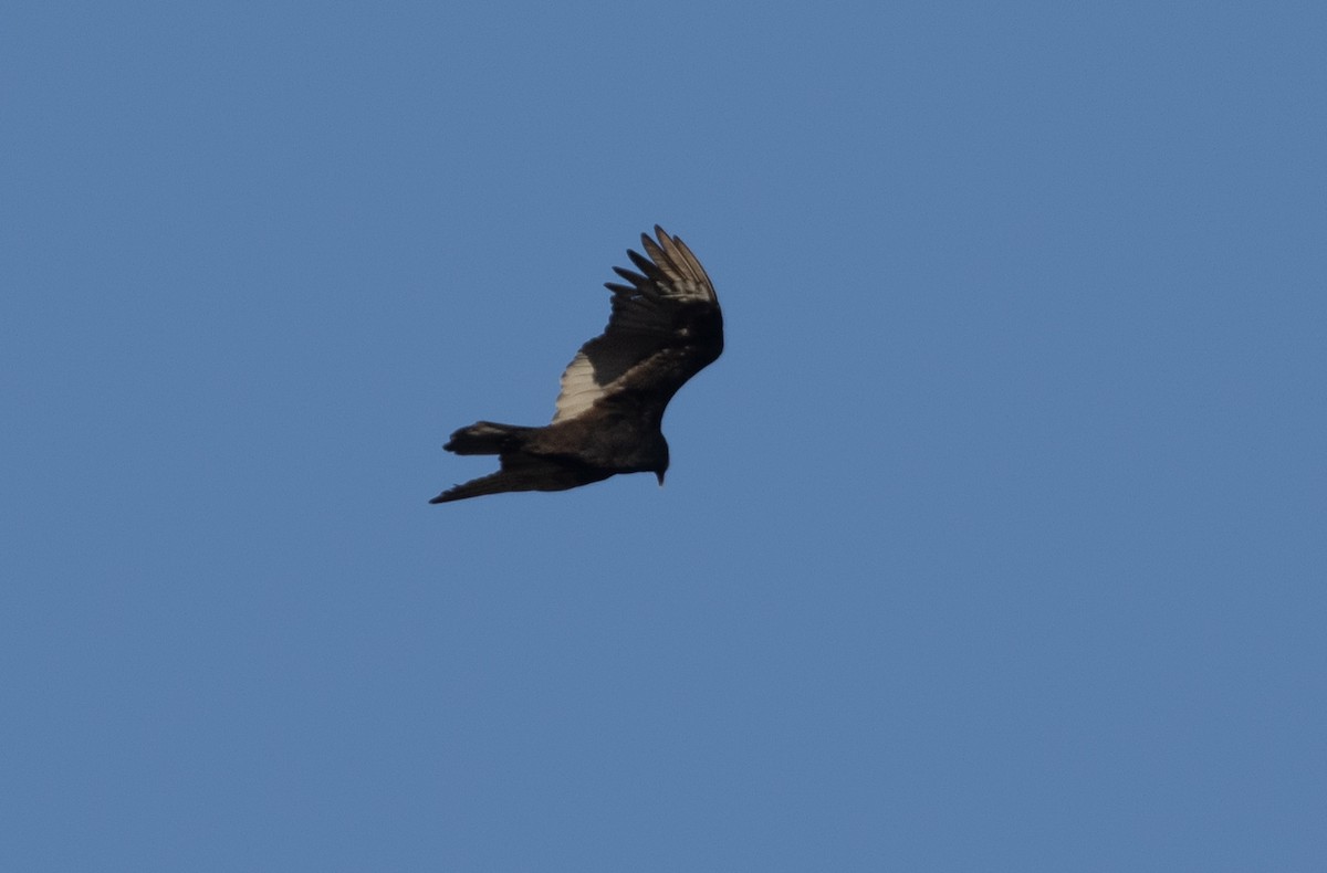 Turkey Vulture - ML472342811