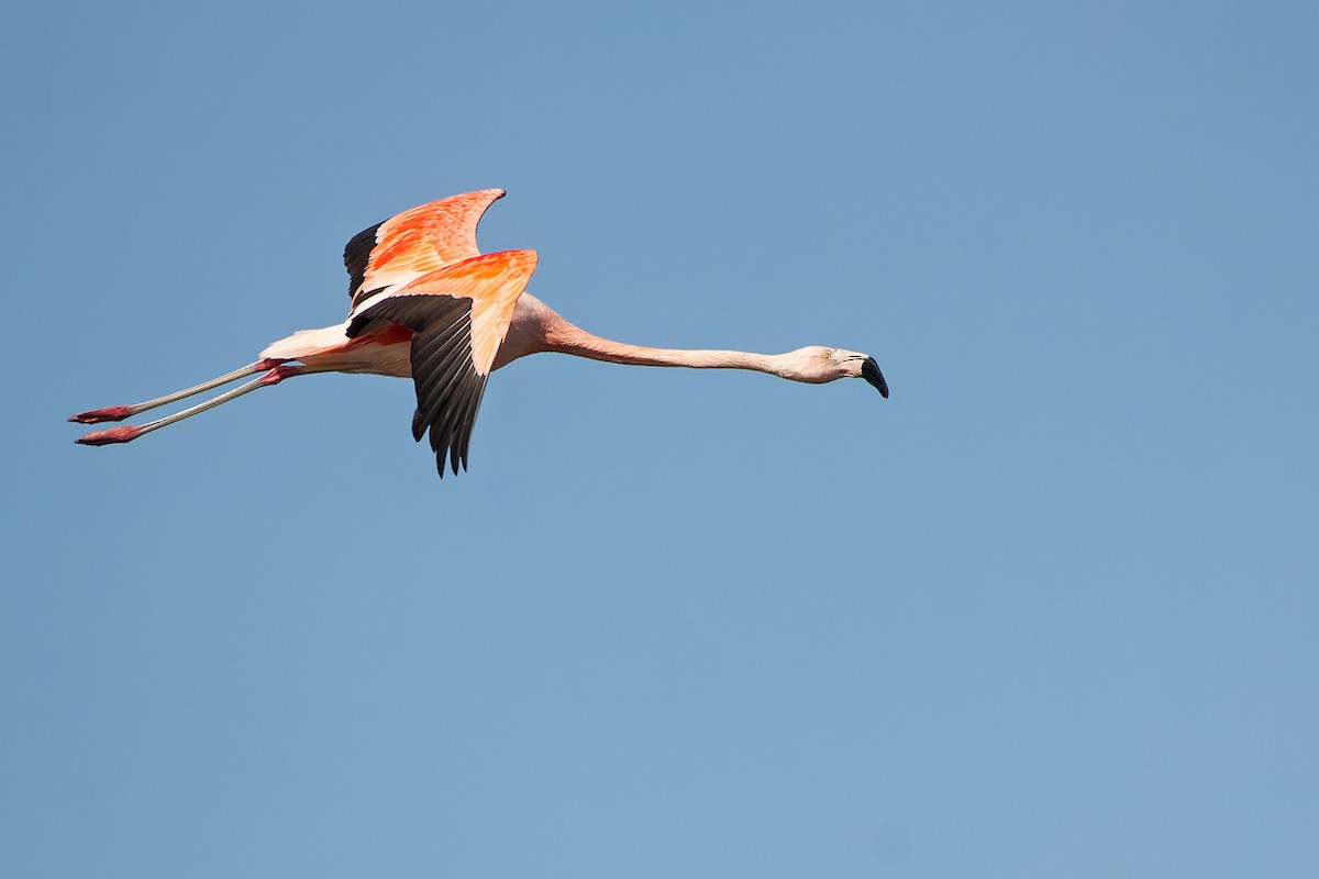 Chilean Flamingo - ML472346851