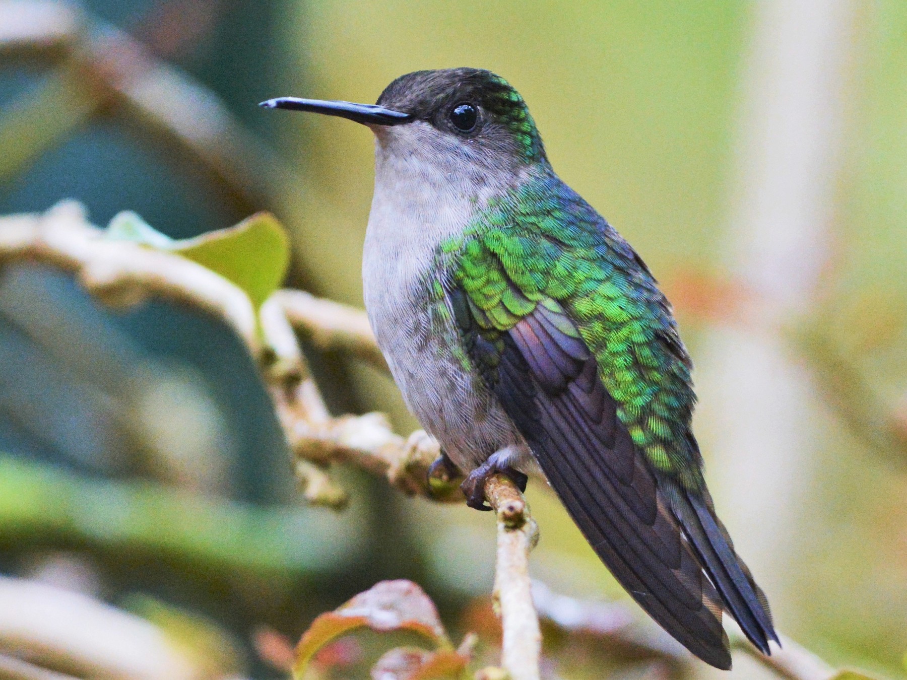Black-bellied Hummingbird - David Hollie