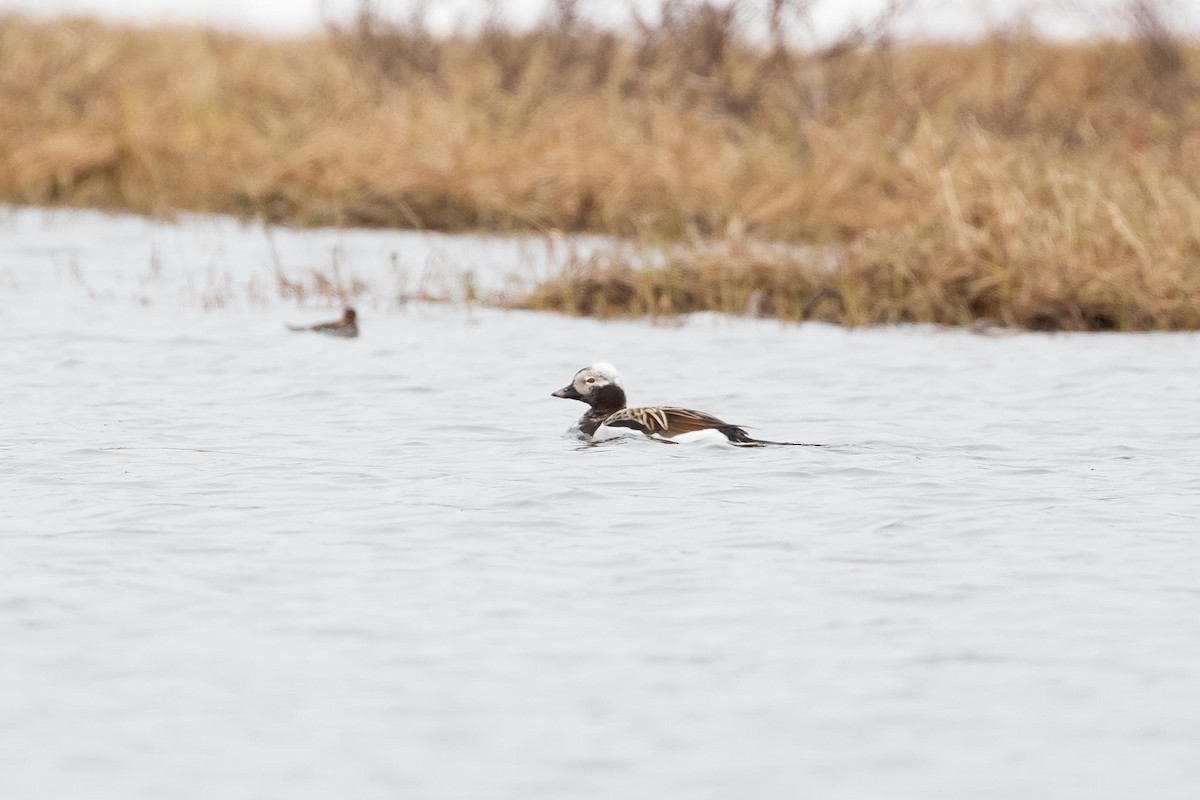 Long-tailed Duck - ML472350231