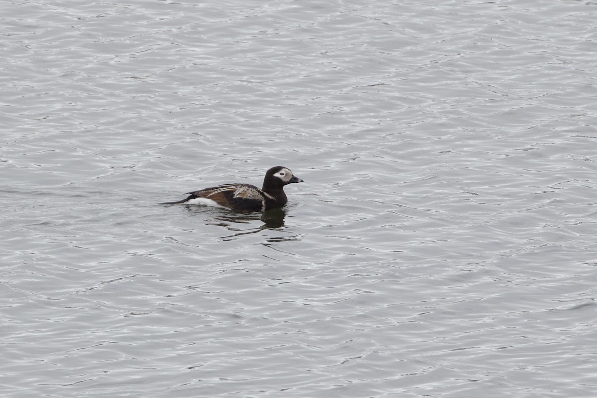 Long-tailed Duck - ML472350241