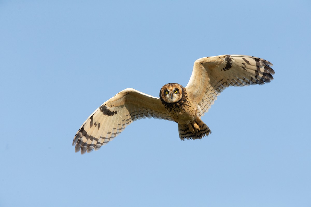 Short-eared Owl - ML472353041