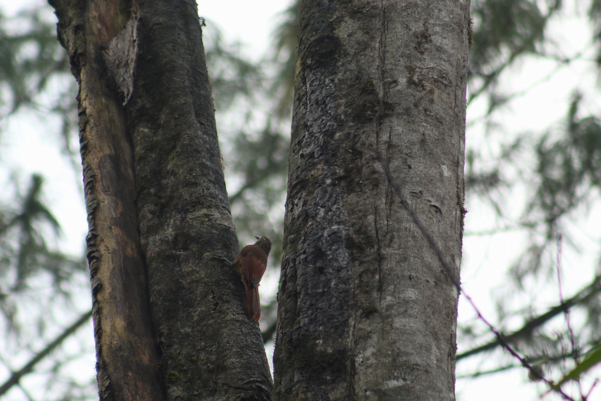 Strong-billed Woodcreeper - ML472353081
