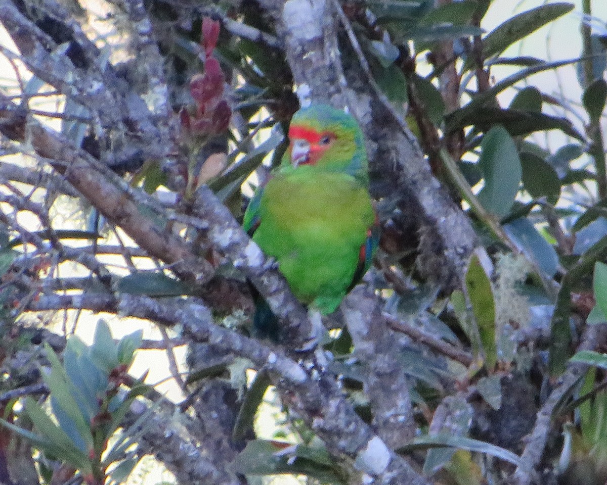 Red-faced Parrot - ML472353291