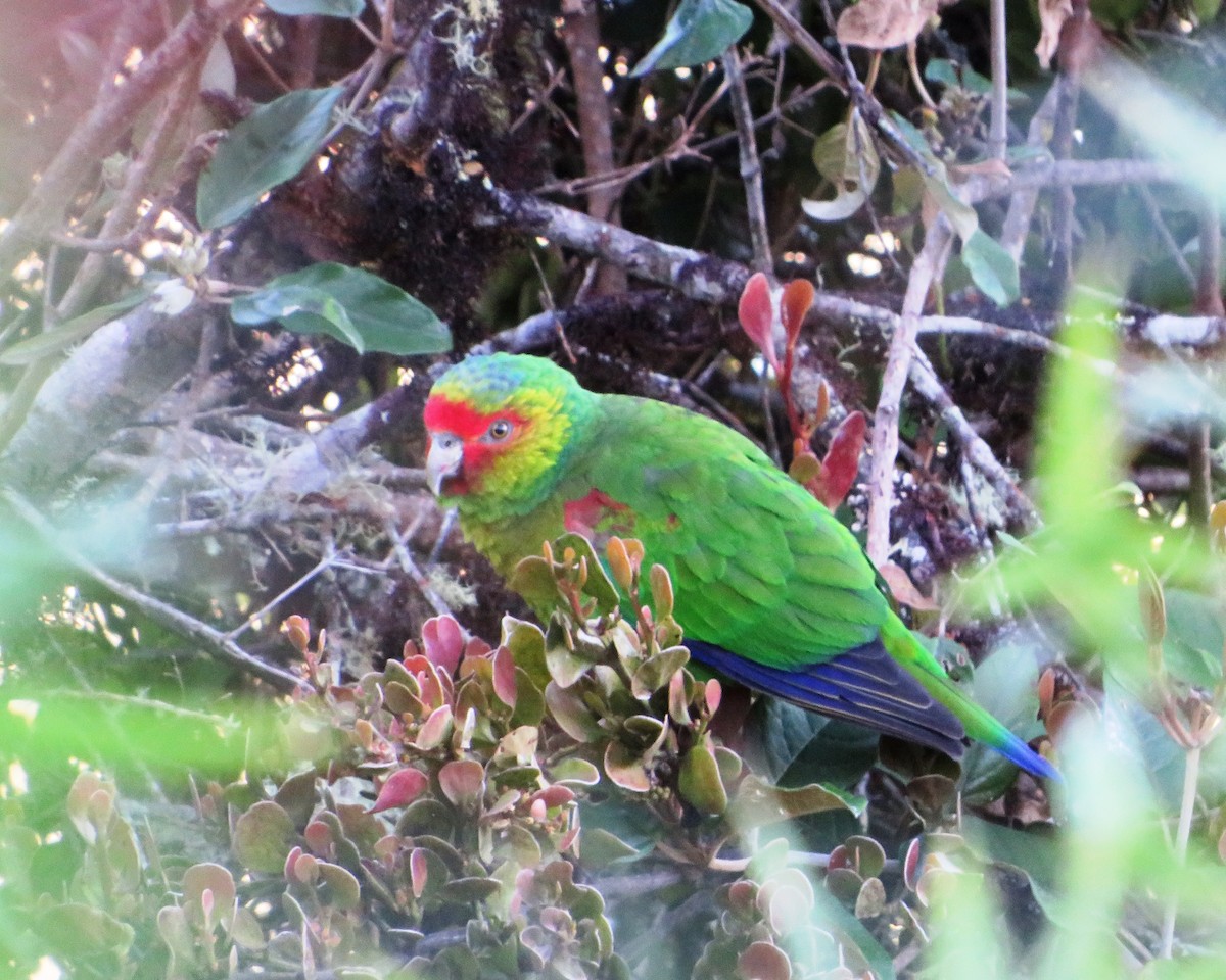 Red-faced Parrot - ML472353341
