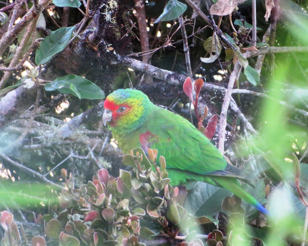 Red-faced Parrot - ML472353421
