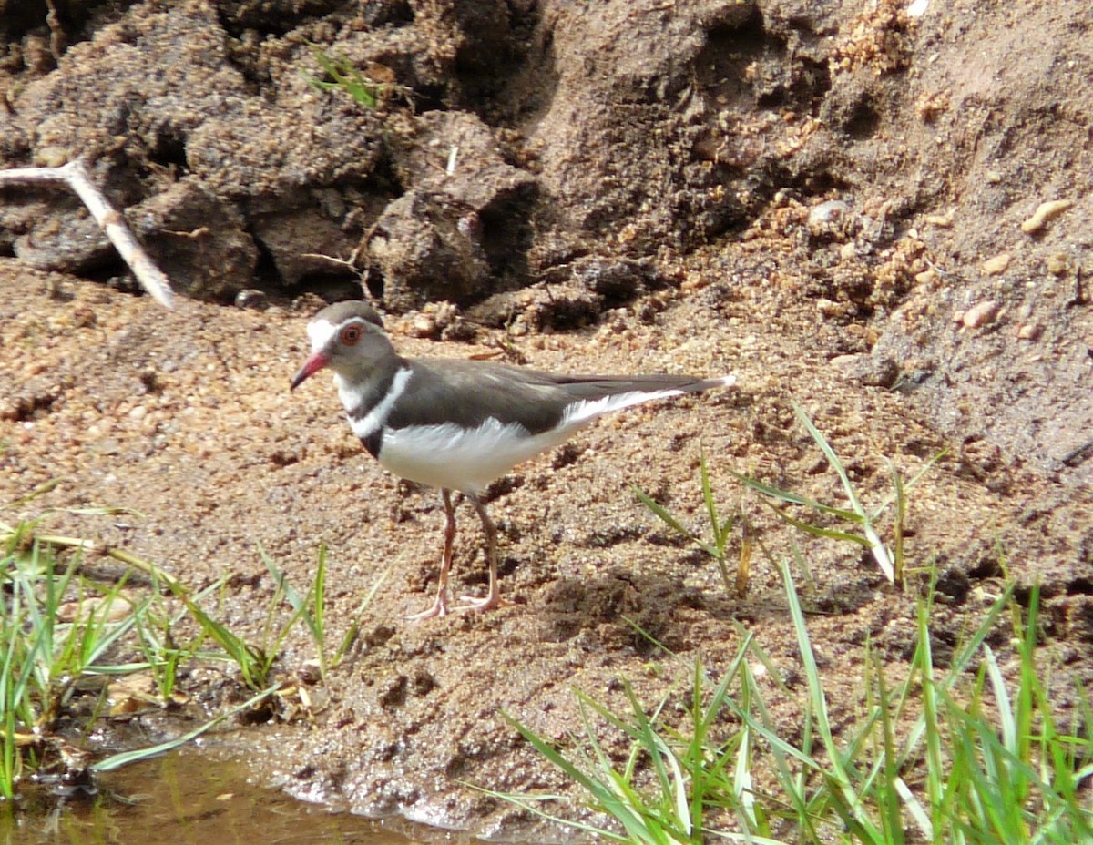 Three-banded Plover - ML472354591