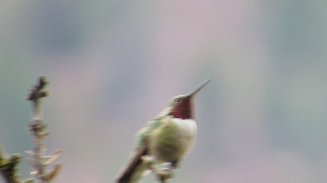 Broad-tailed Hummingbird - ML472354781