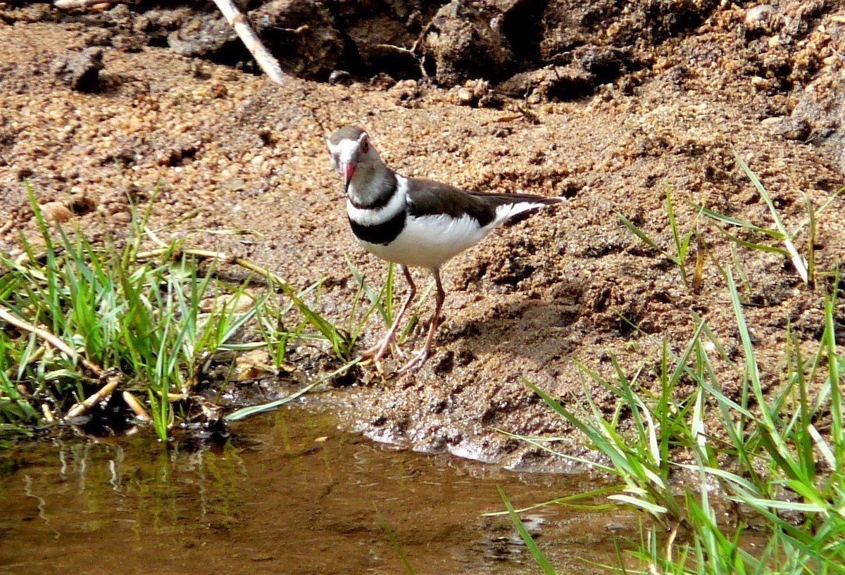 Three-banded Plover - ML472355101