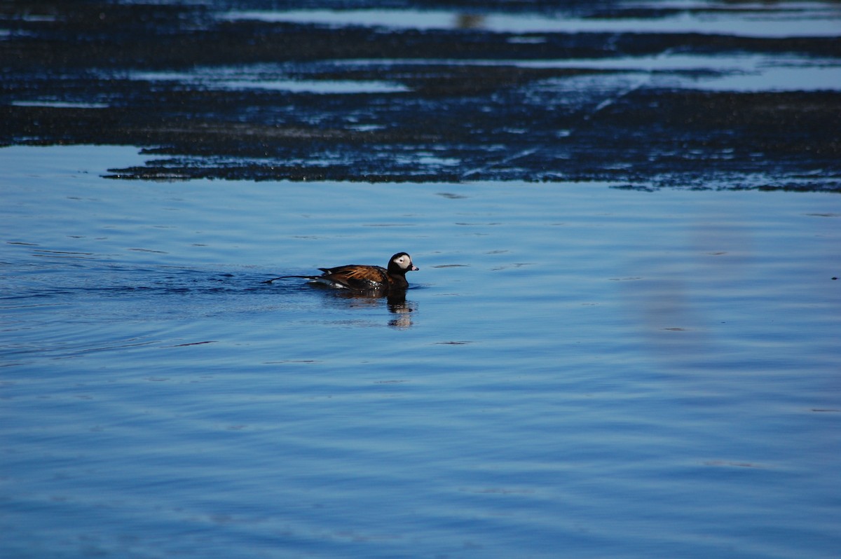 Long-tailed Duck - PC Smith
